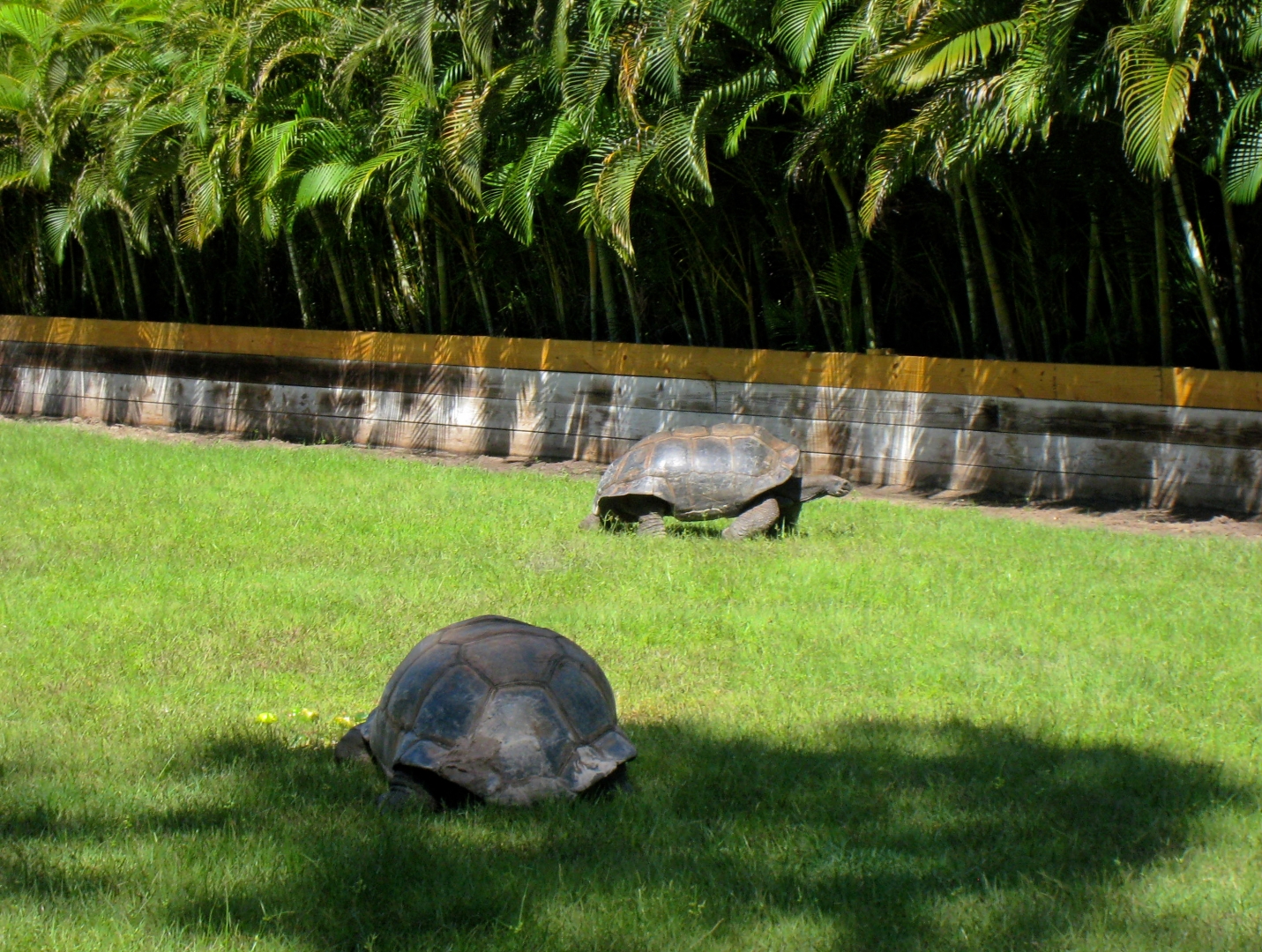ALDABRA BREEDER