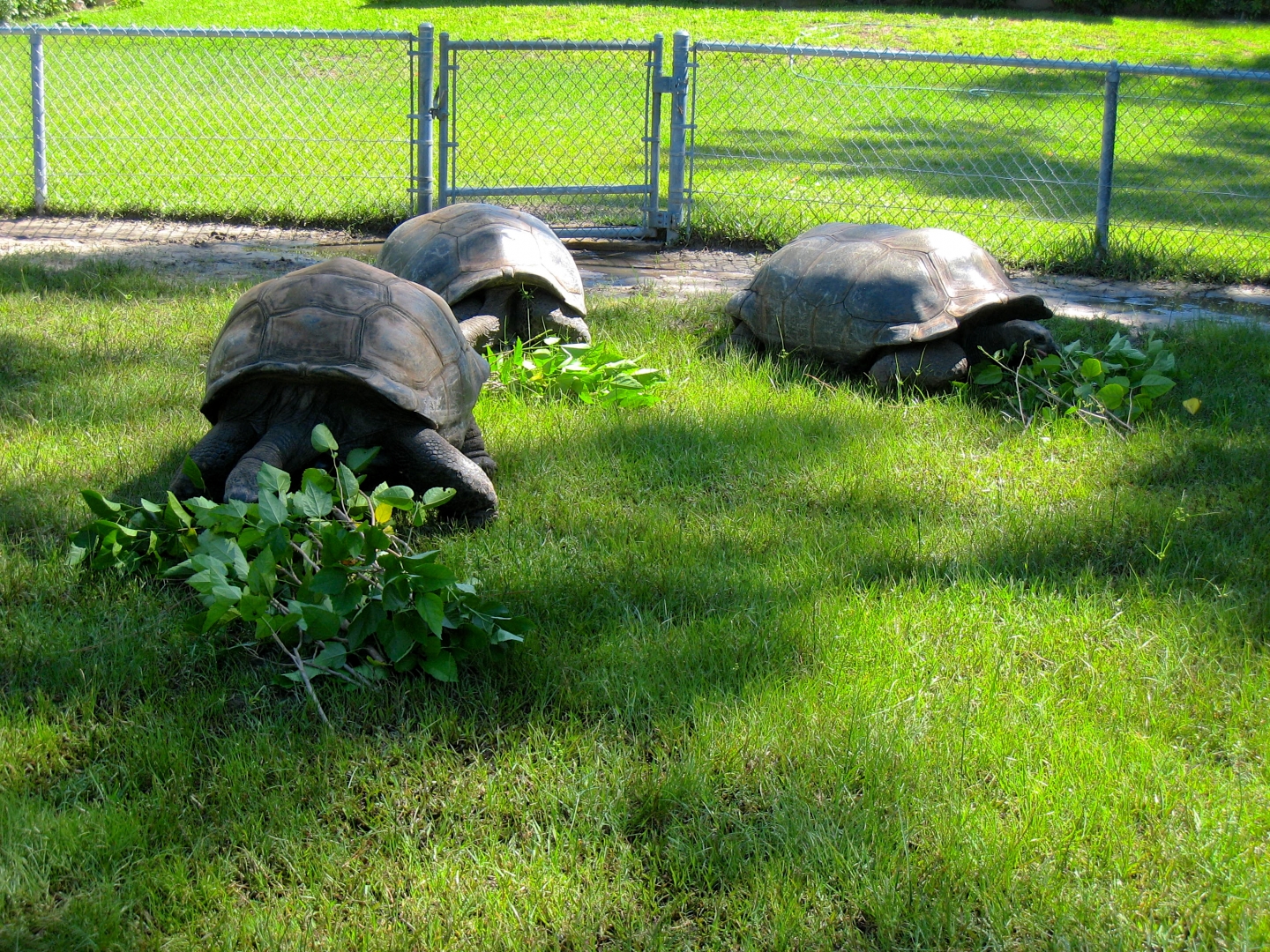 ALDABRA BREEDER