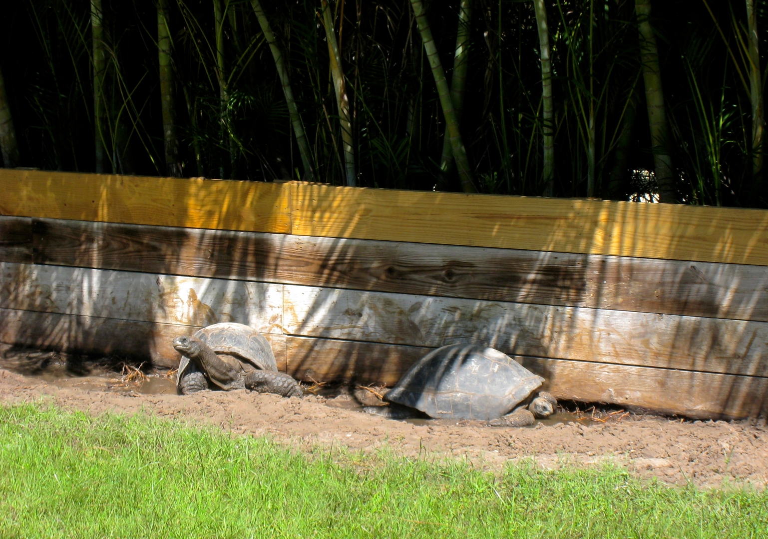 ALDABRA BREEDER