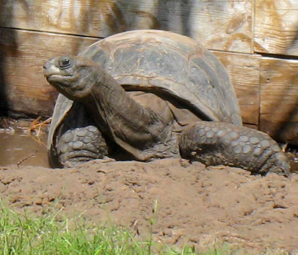 ALDABRA BREEDER