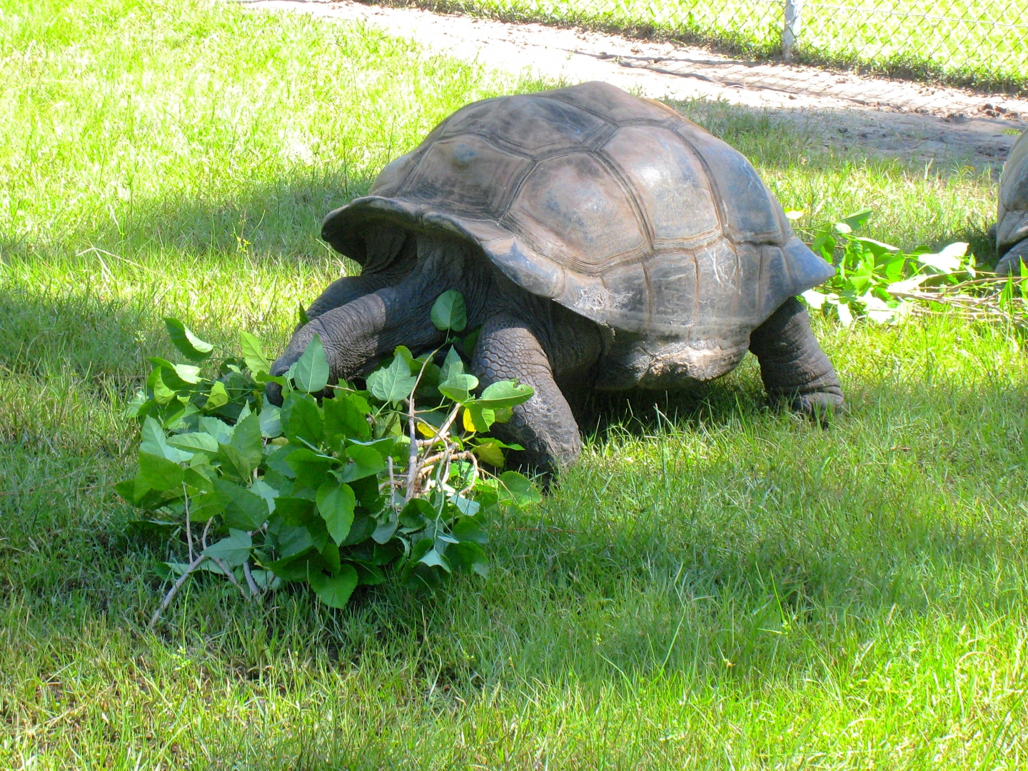 ALDABRA BREEDER