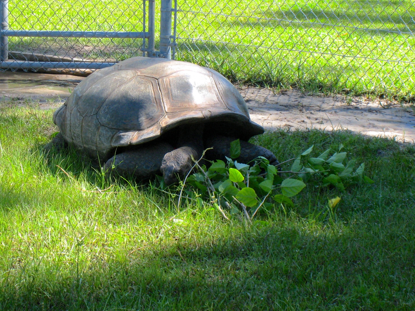 ALDABRA BREEDER