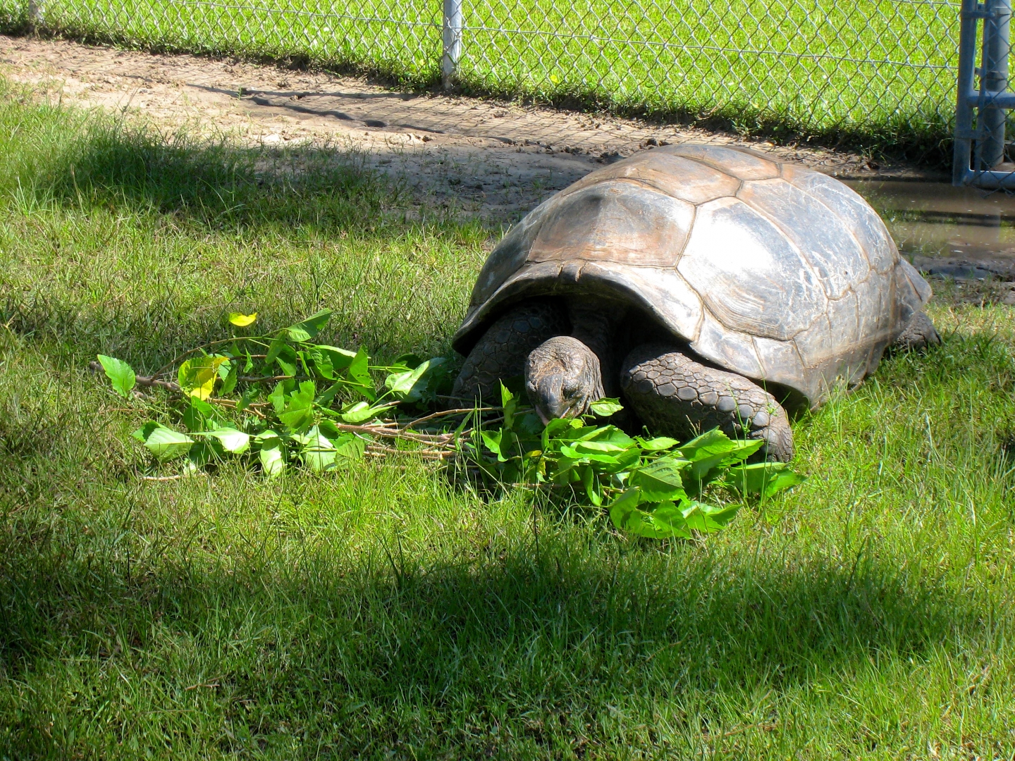 ALDABRA BREEDER