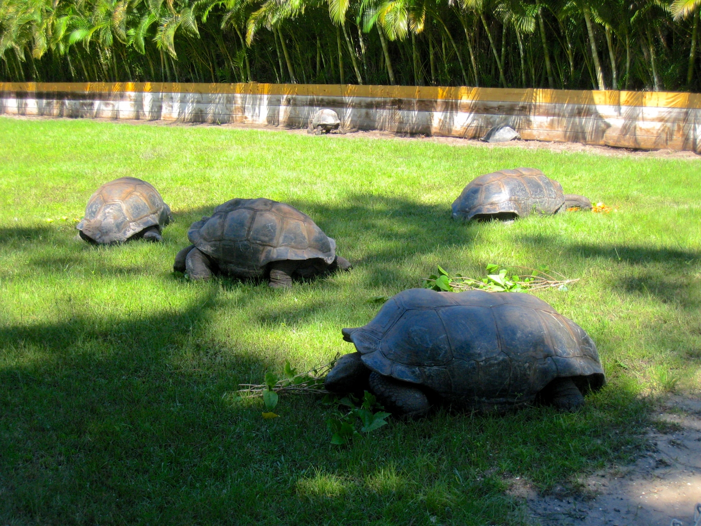 ALDABRA BREEDER