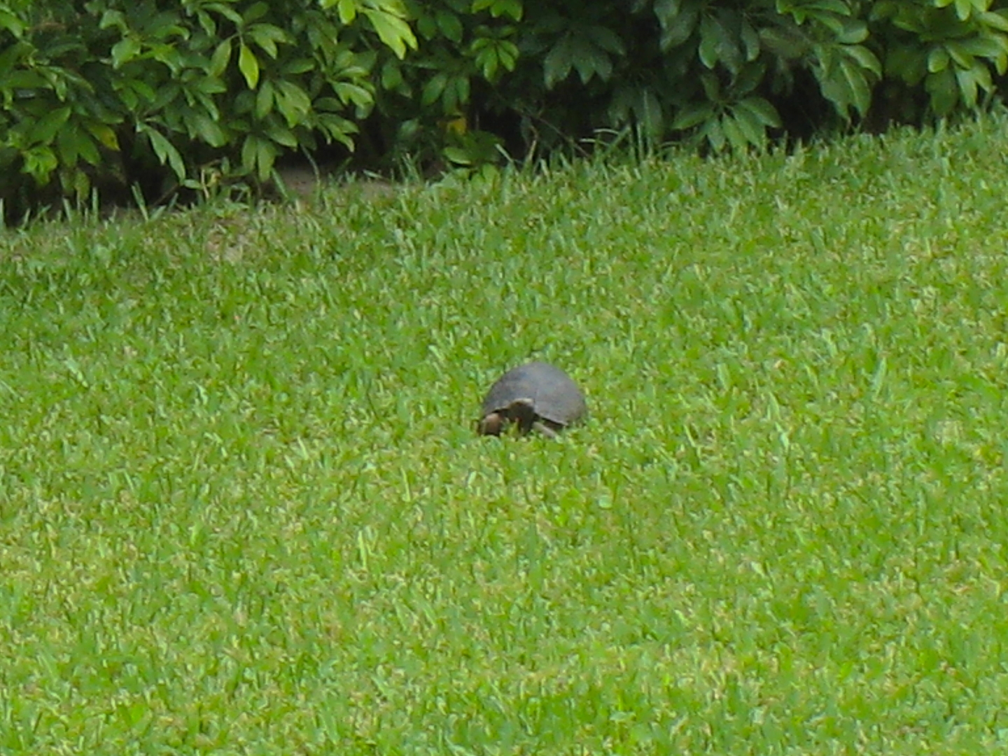 ALDABRA BREEDER