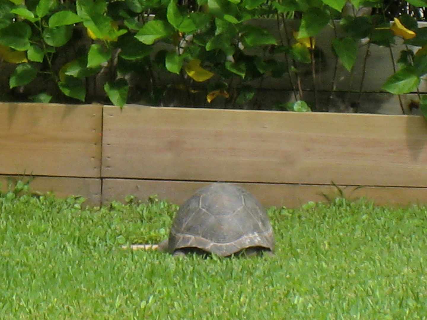 ALDABRA BREEDER