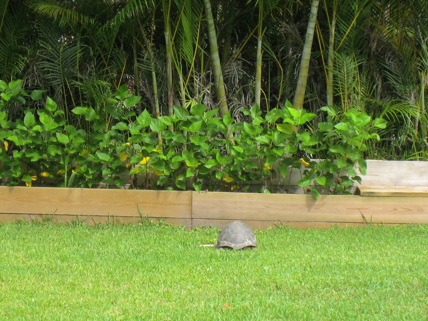 ALDABRA BREEDER