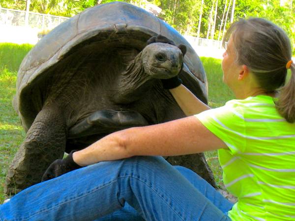 ALDABRA BREEDER