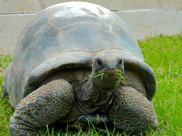 ALDABRA BREEDER