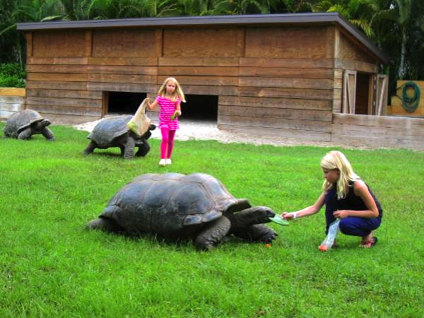 ALDABRA BREEDER