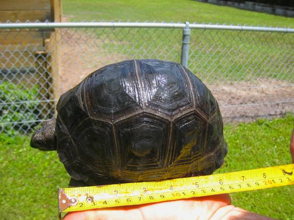 ALDABRA BREEDER