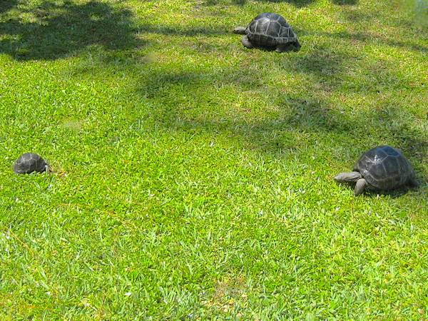 ALDABRA BREEDER