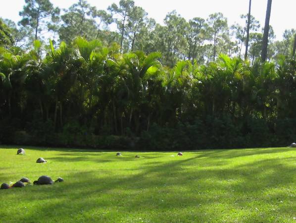 ALDABRA BREEDER