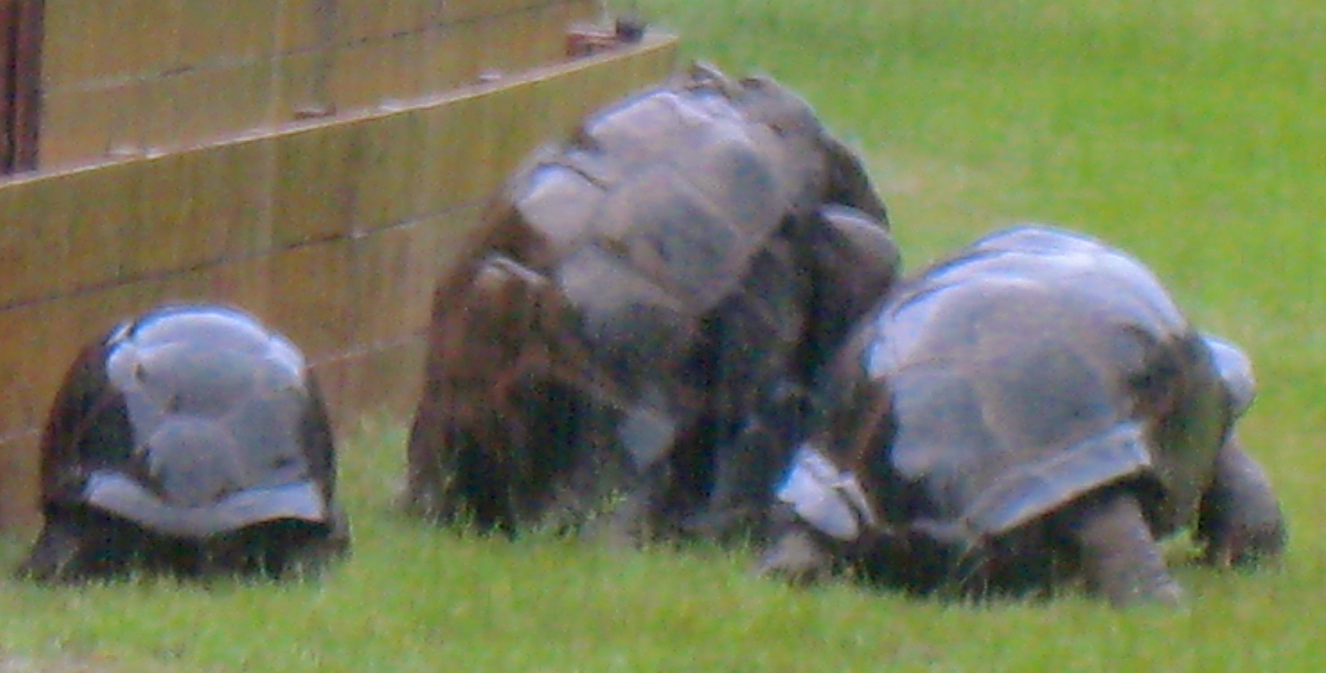 ALDABRA BREEDER