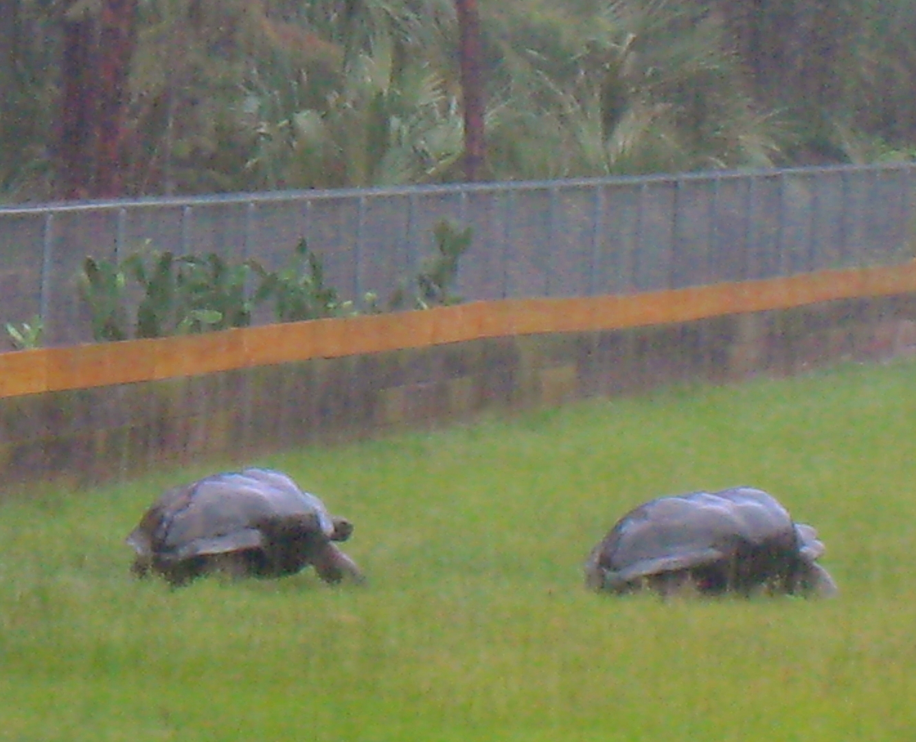ALDABRA BREEDER