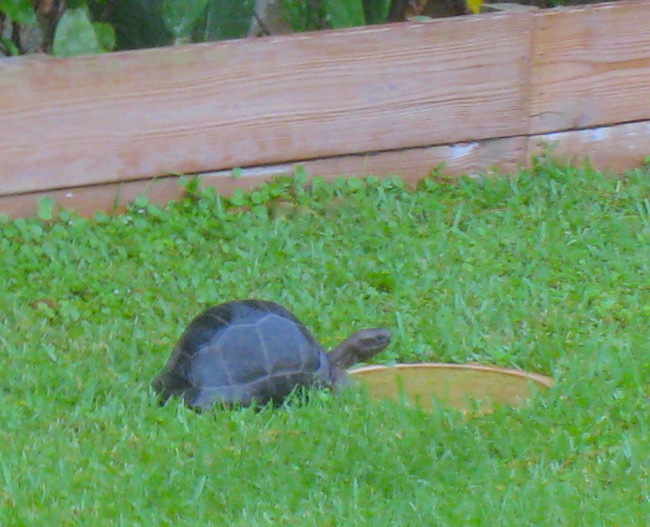 ALDABRA BREEDER