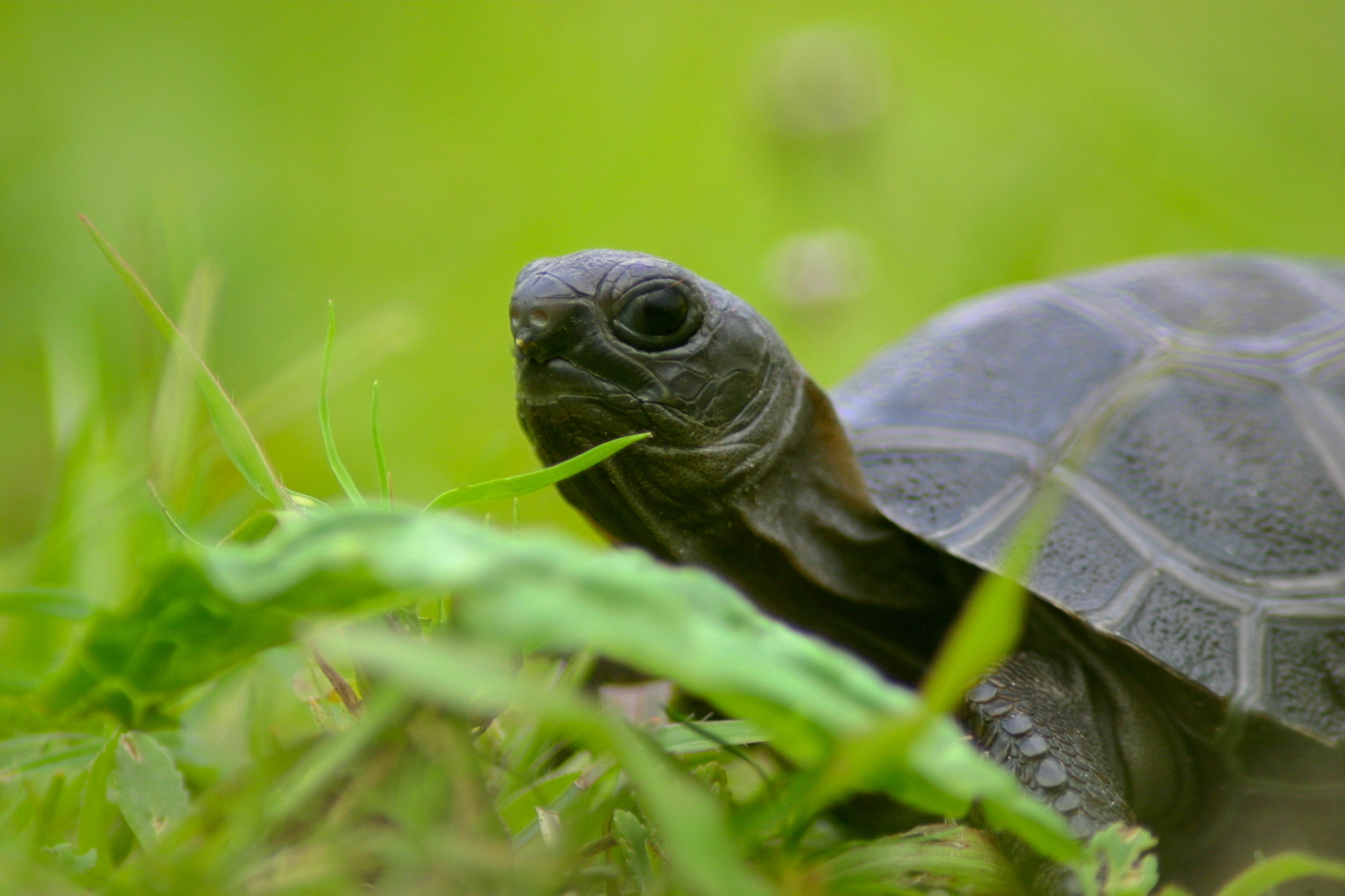 ALDABRA BREEDER
