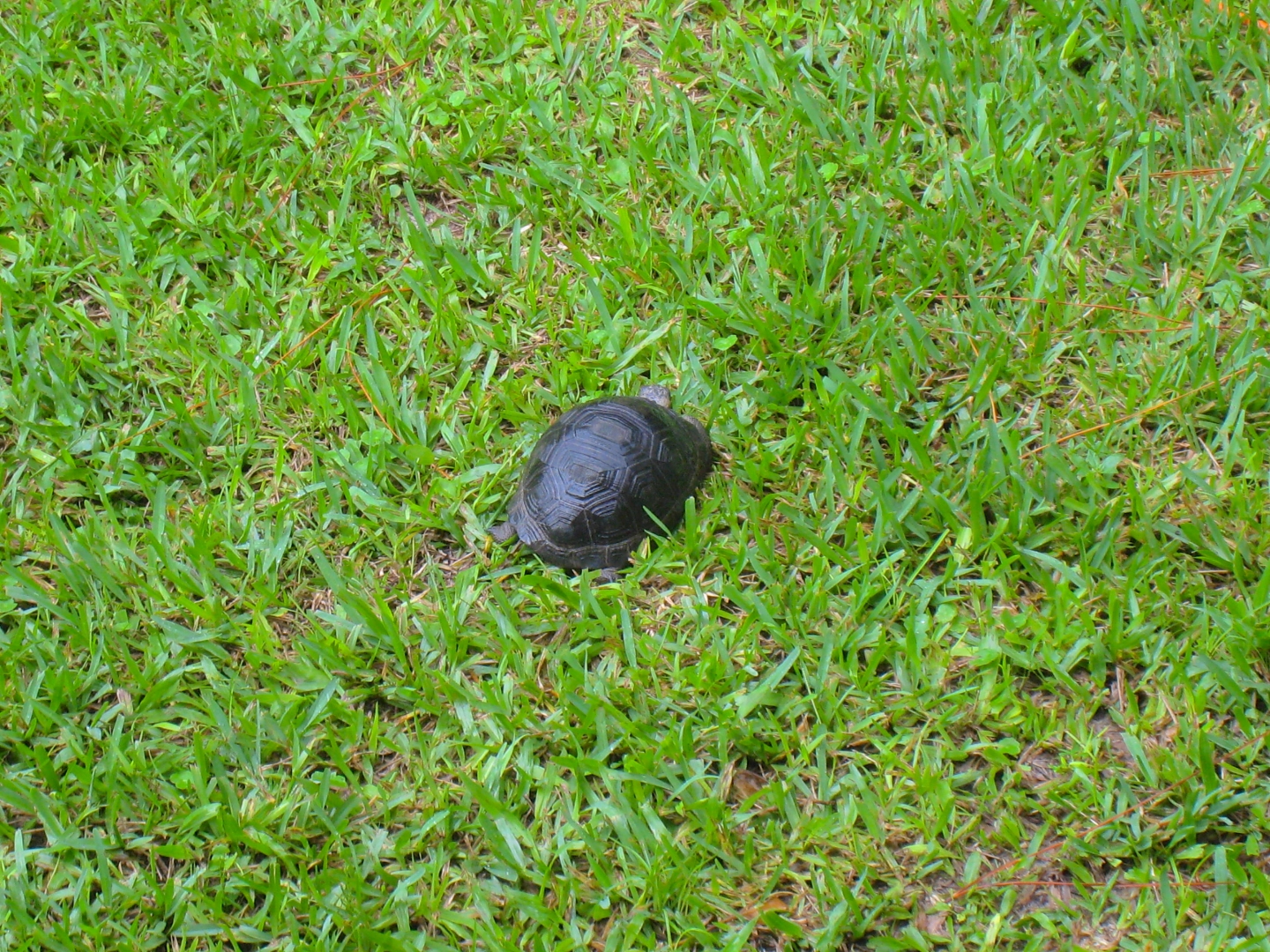 ALDABRA BREEDER