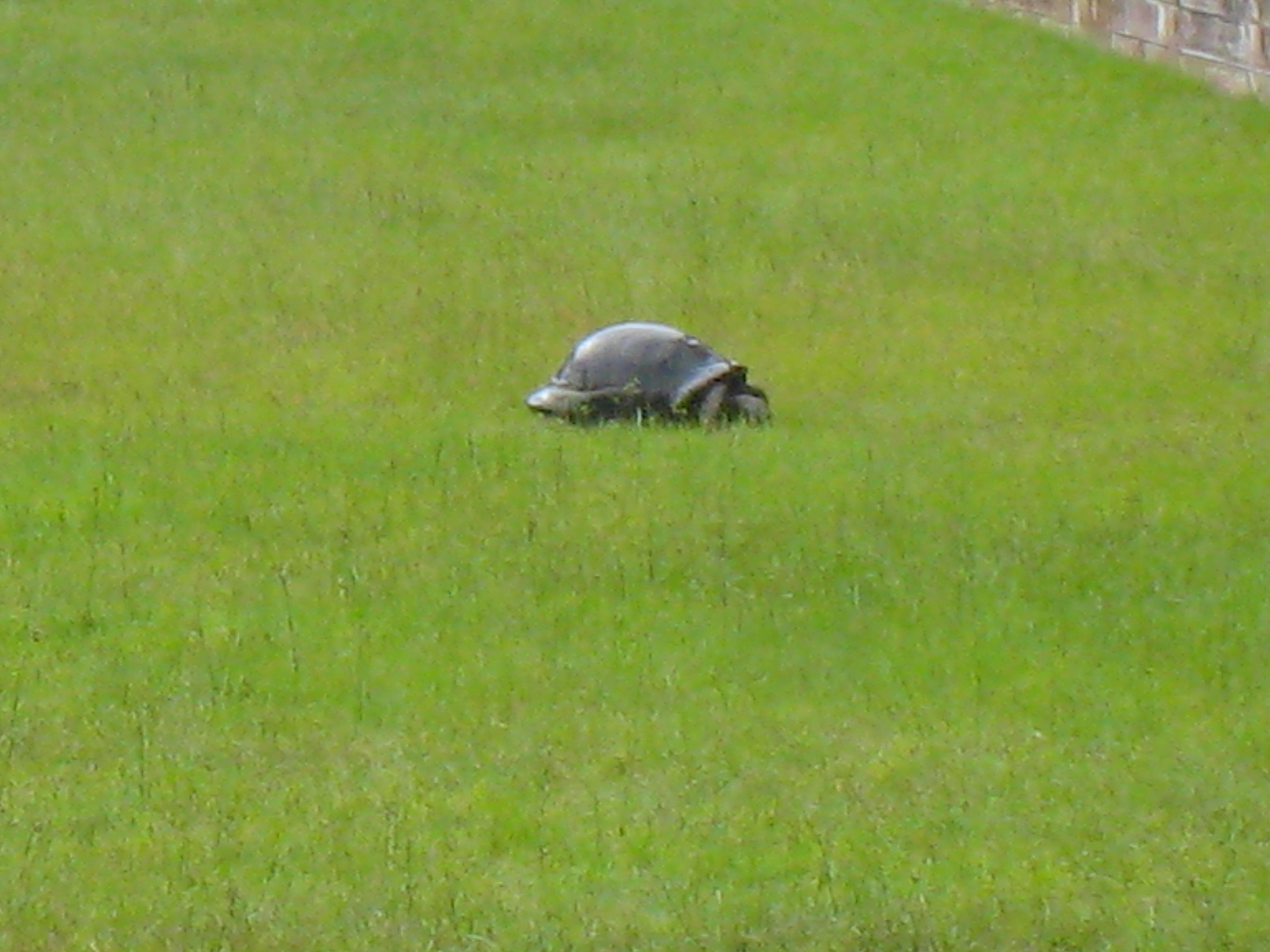 ALDABRA BREEDER