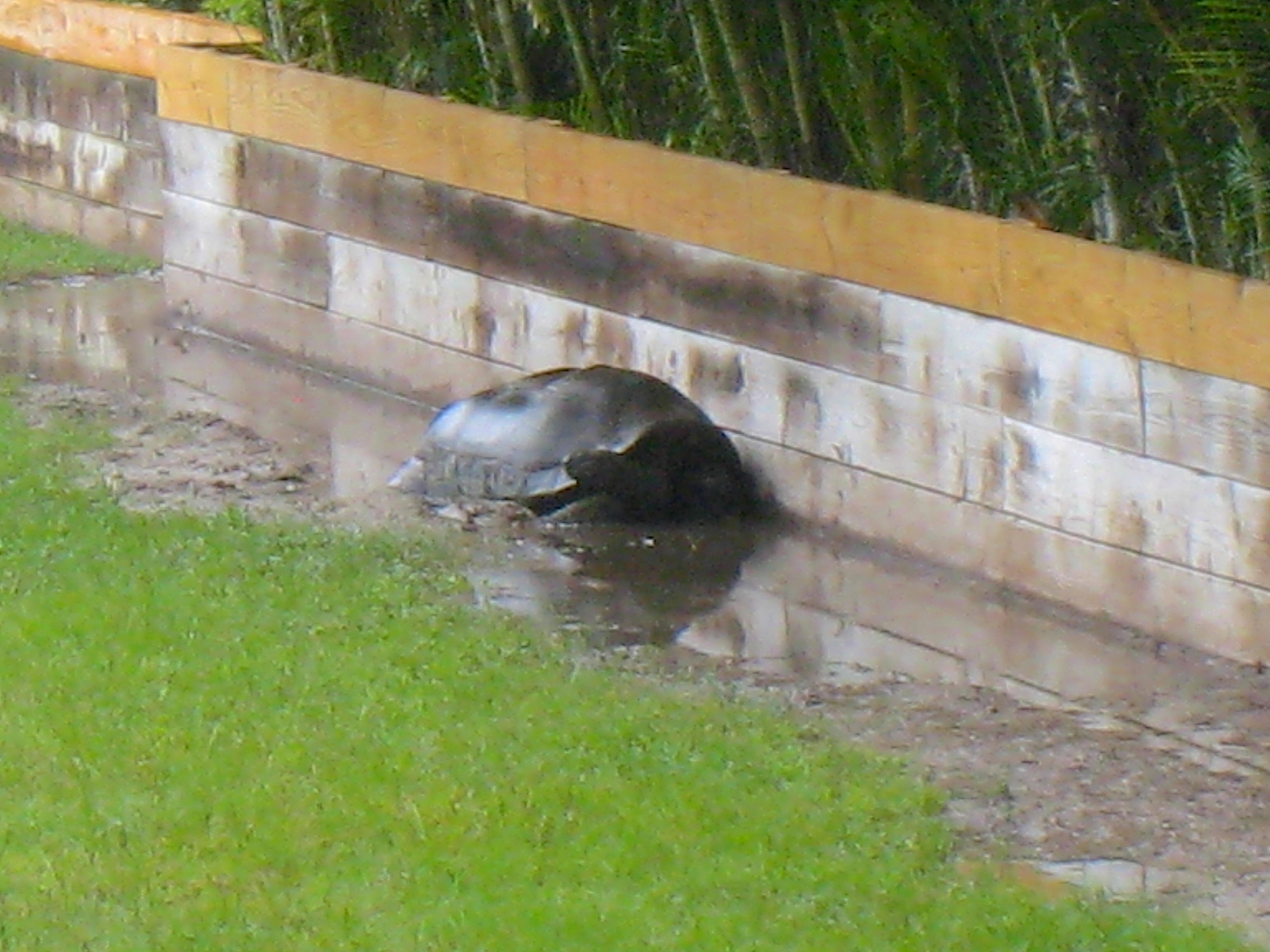 ALDABRA BREEDER