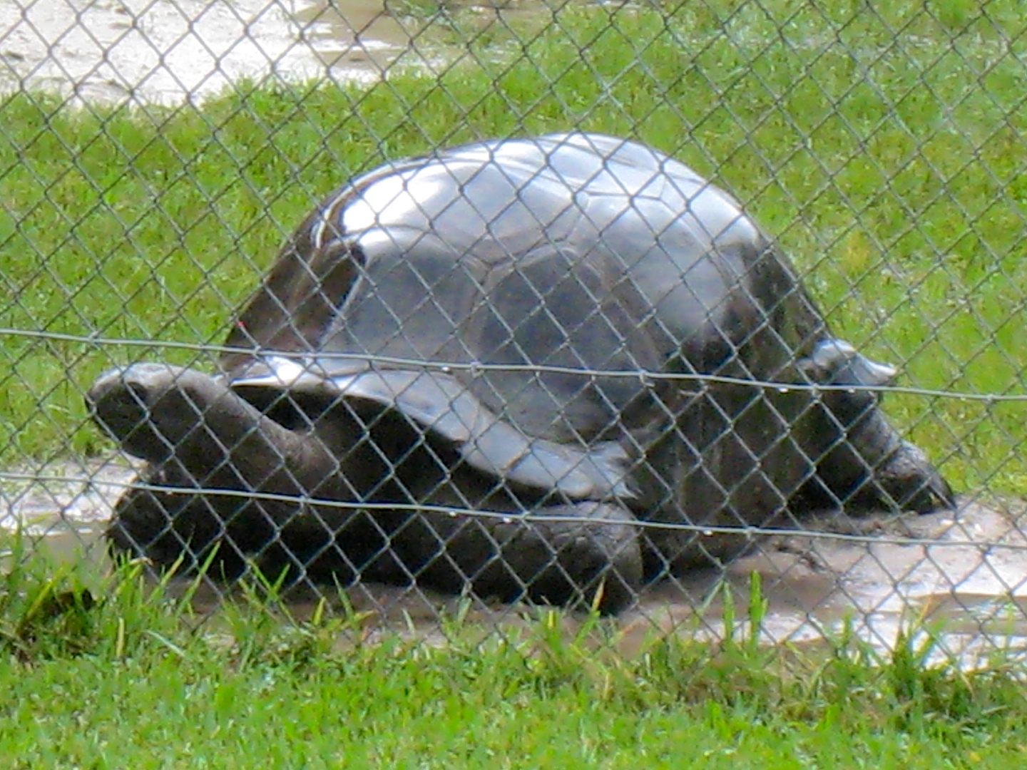 ALDABRA BREEDER