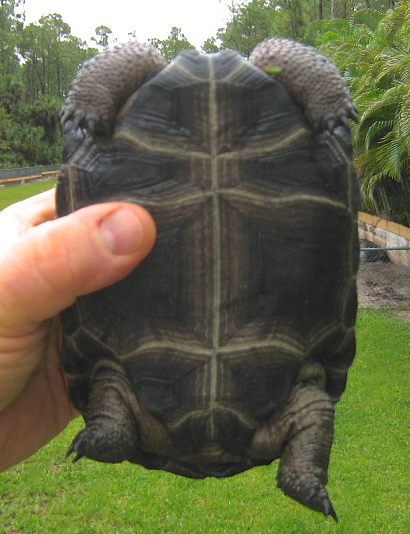 ALDABRA BREEDER