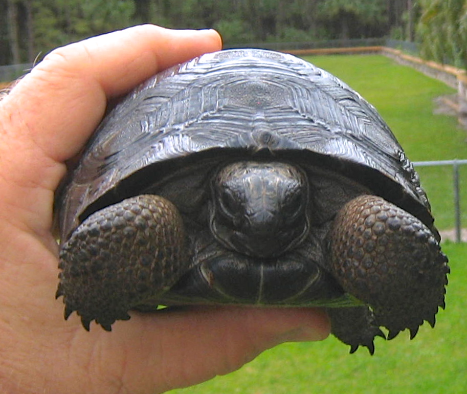 ALDABRA BREEDER