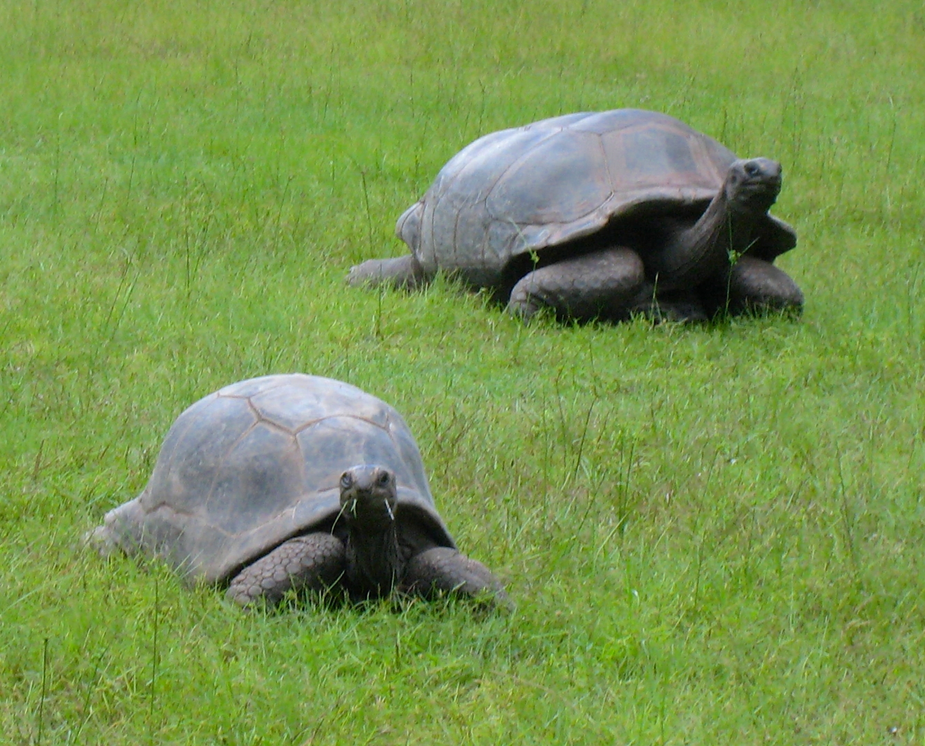 ALDABRA BREEDER