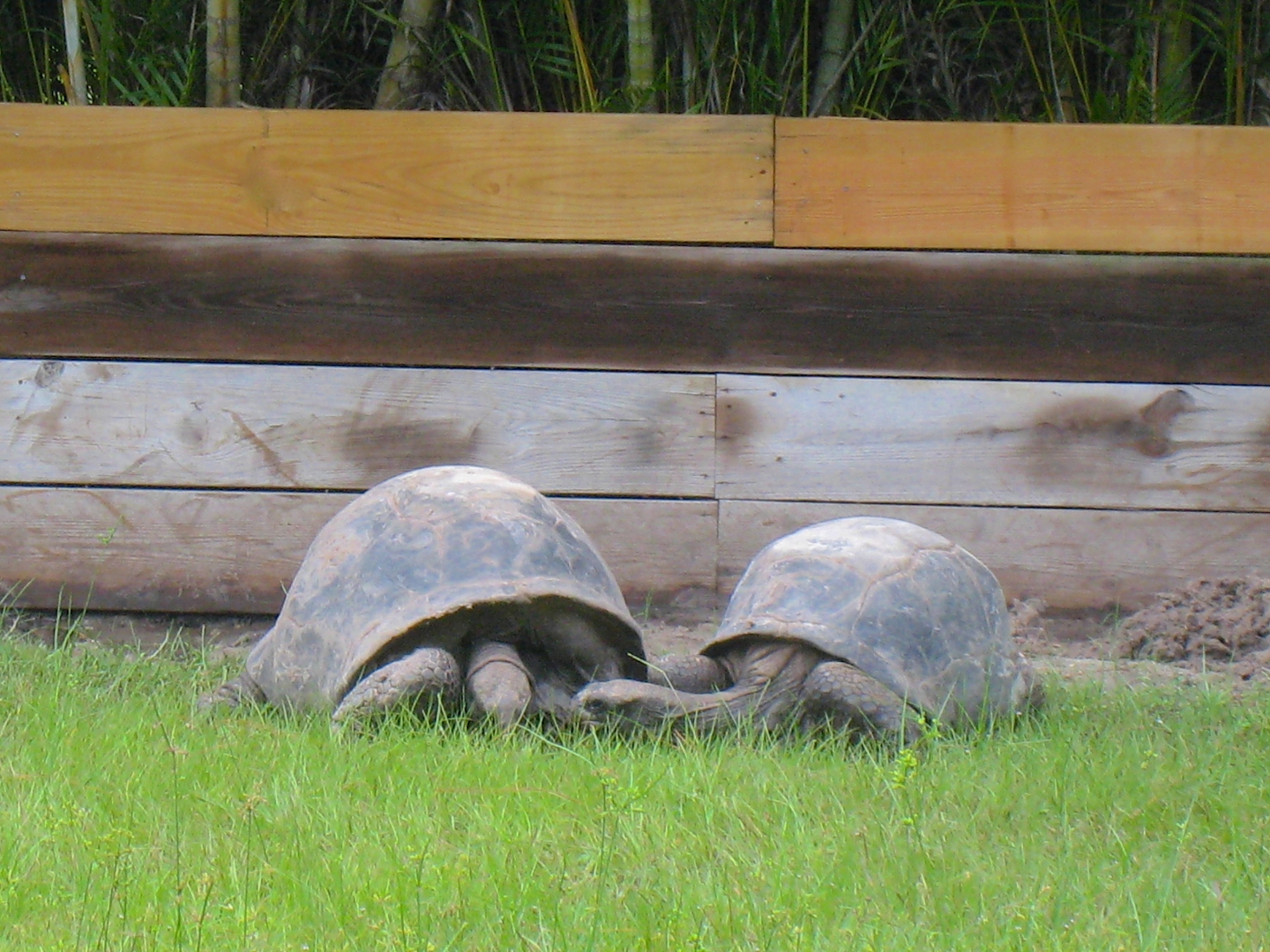 ALDABRA BREEDER