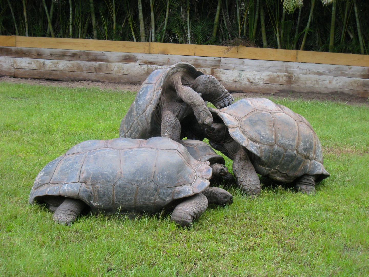 ALDABRA BREEDER
