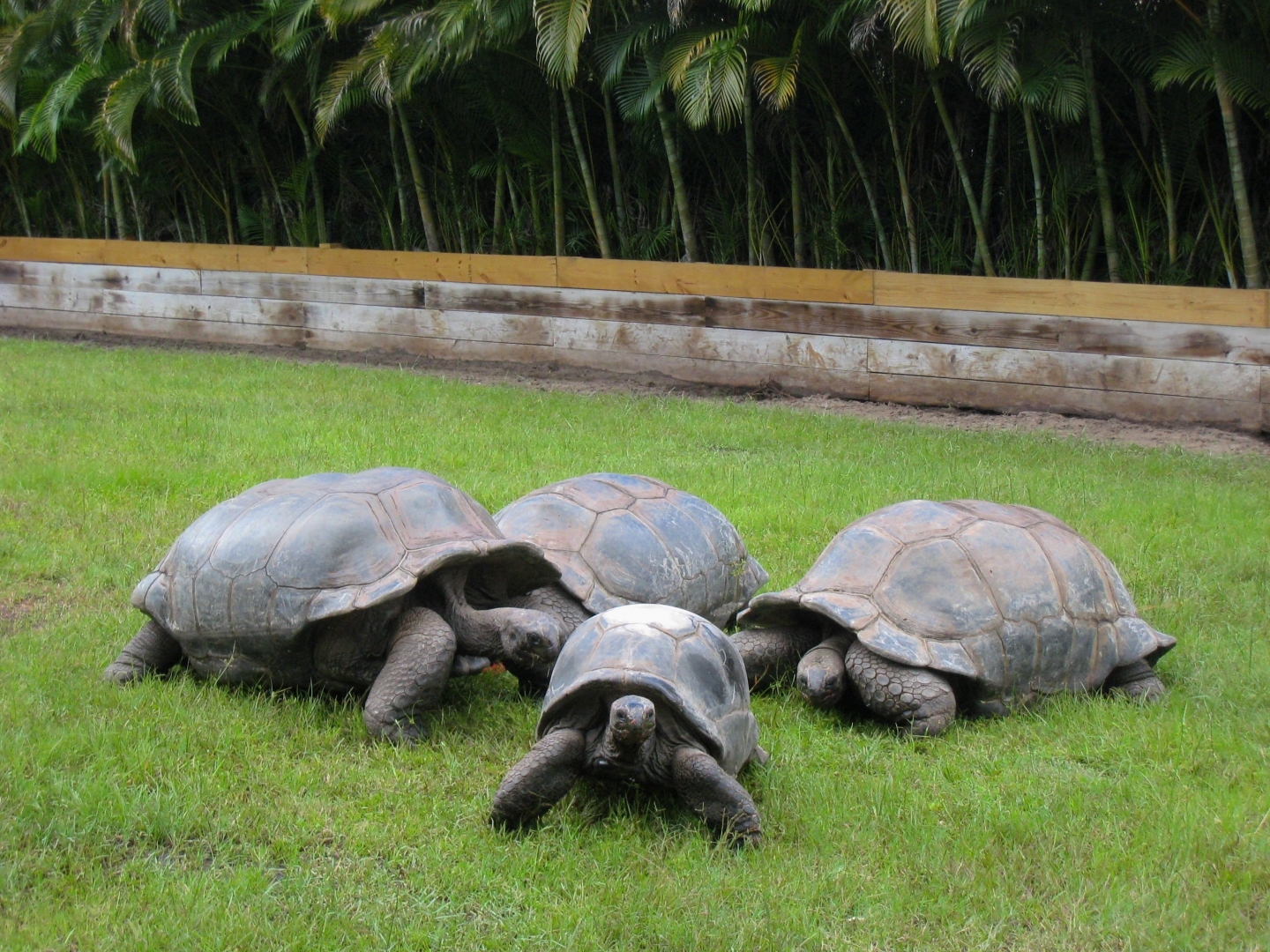 ALDABRA BREEDER