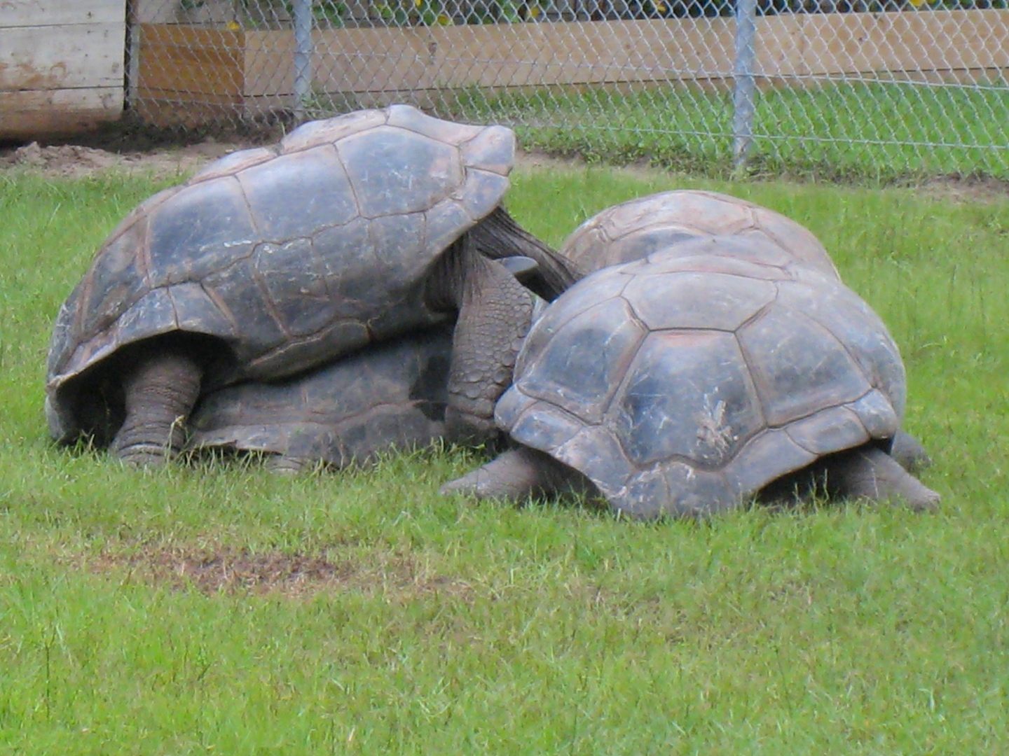 ALDABRA BREEDER