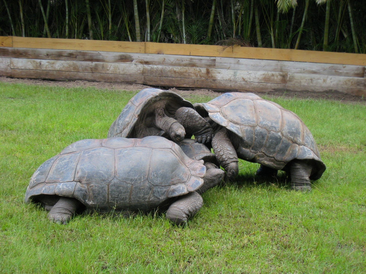 ALDABRA BREEDER