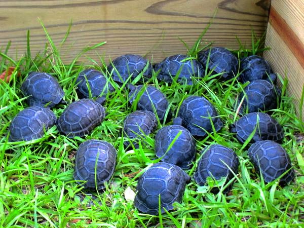 ALDABRA BREEDER