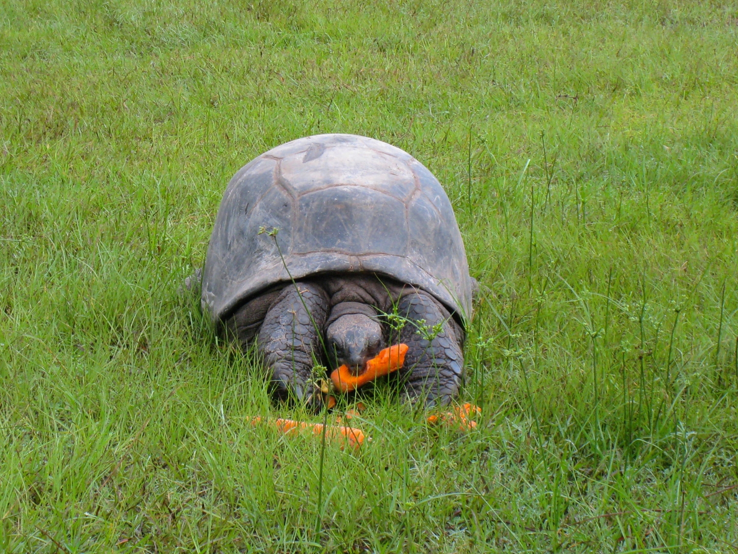 ALDABRA BREEDER
