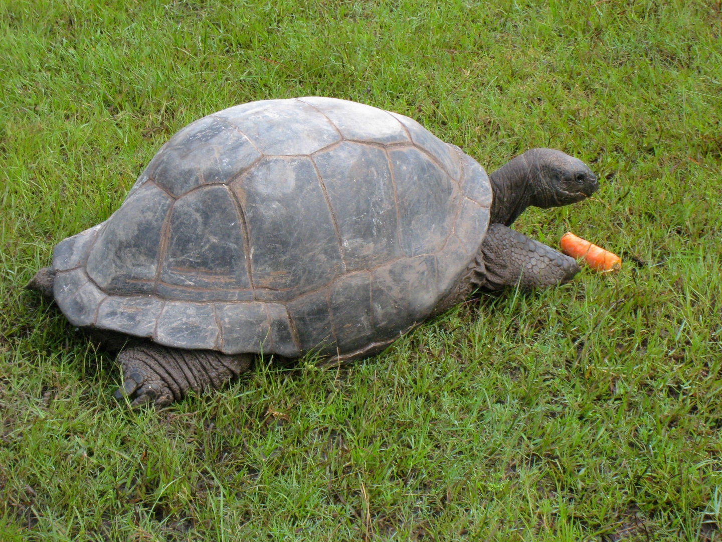 ALDABRA BREEDER
