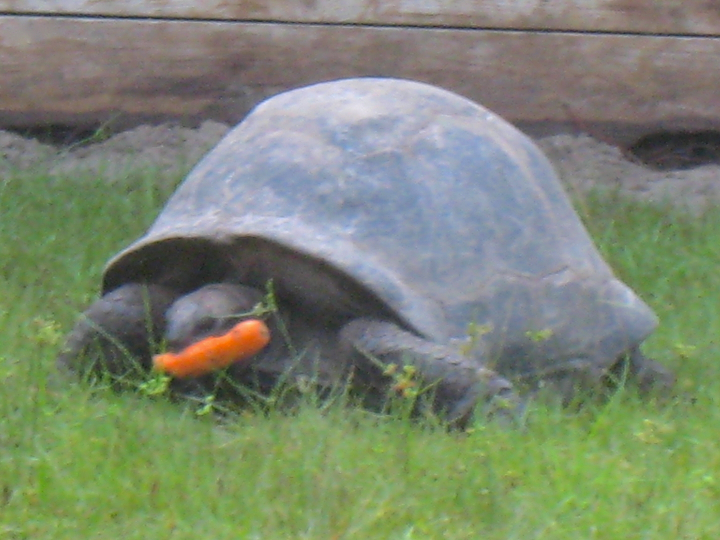 ALDABRA BREEDER