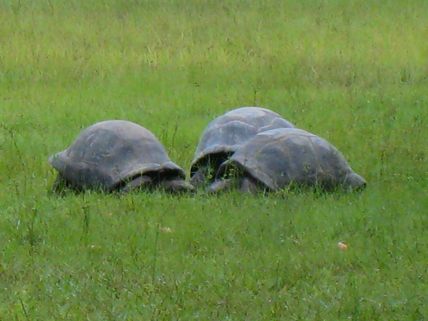 ALDABRA BREEDER