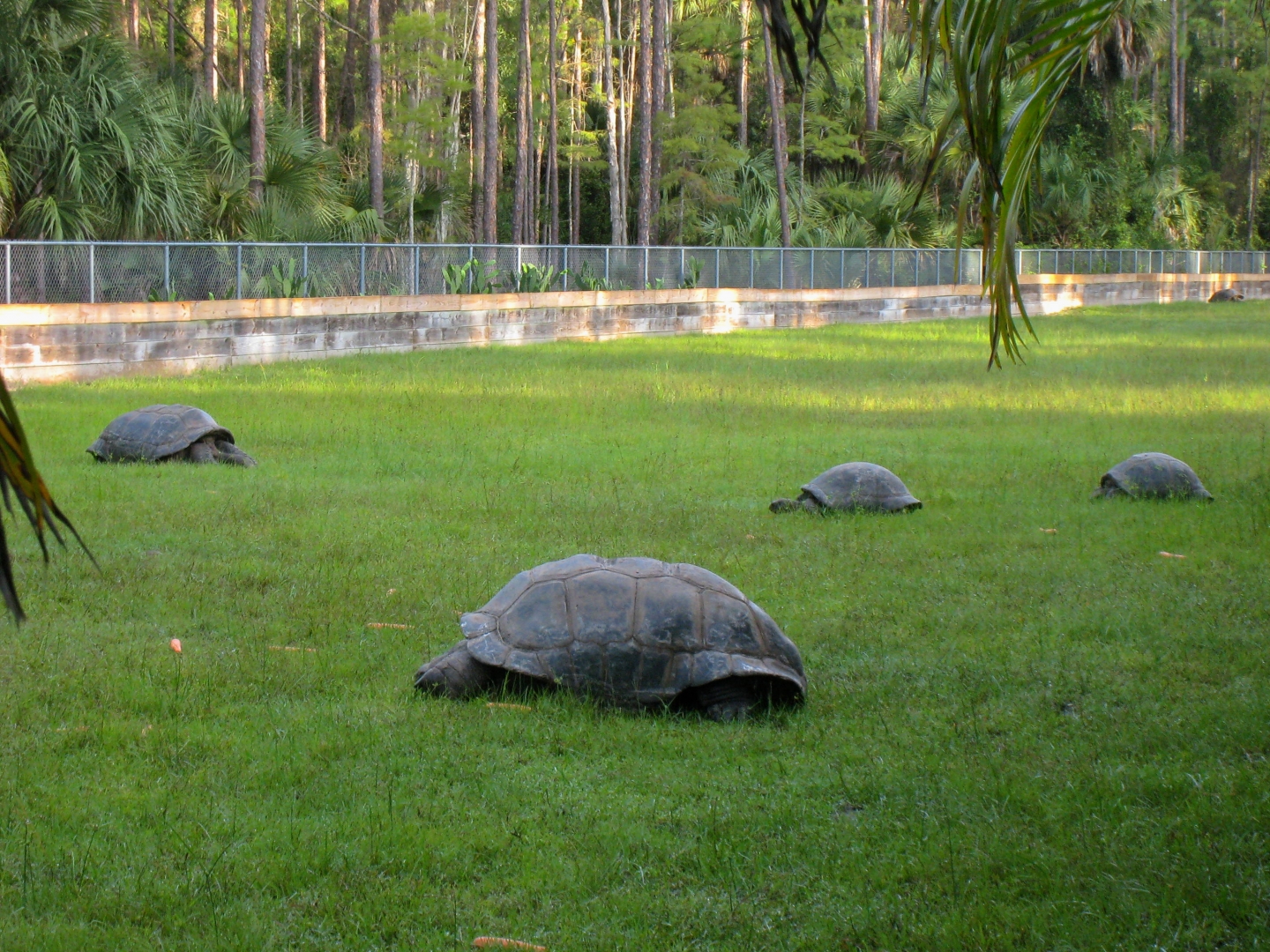 ALDABRA BREEDER