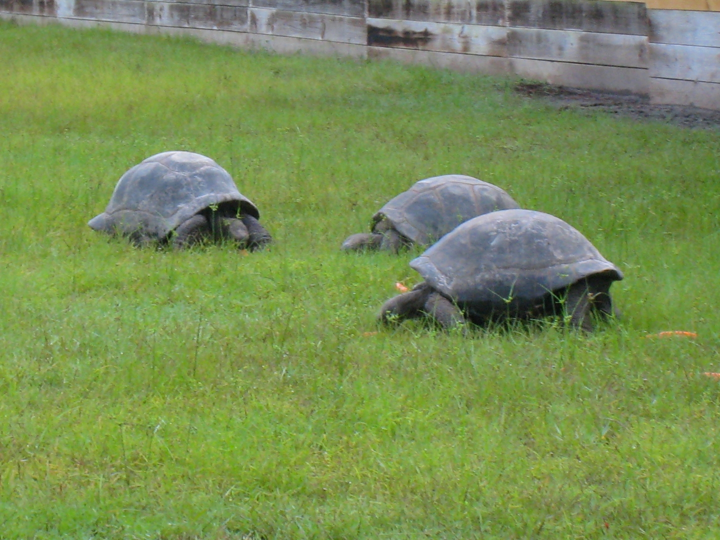 ALDABRA BREEDER