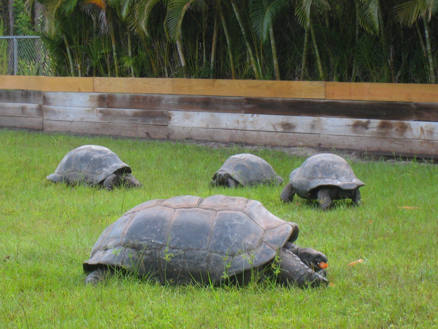 ALDABRA BREEDER