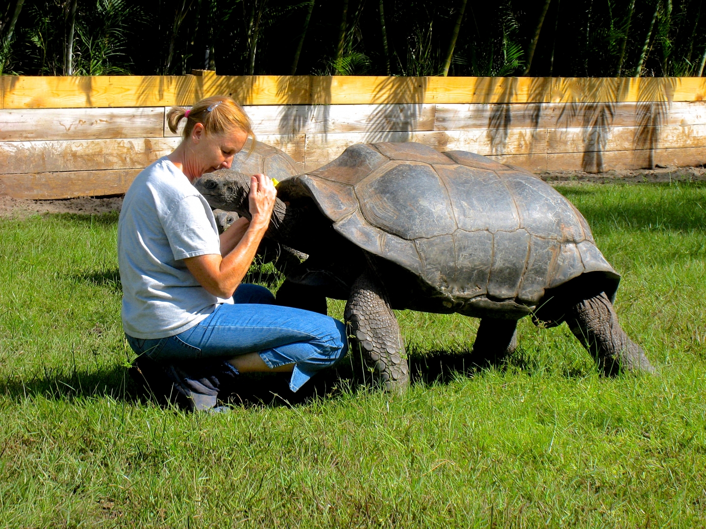 ALDABRA BREEDER