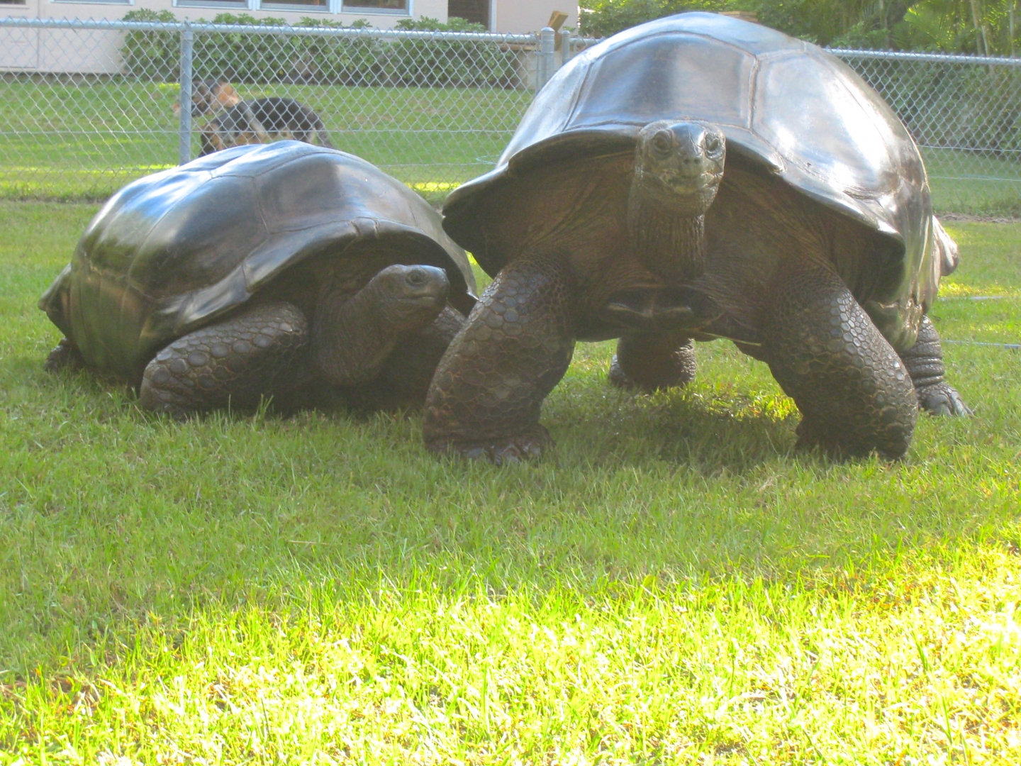 ALDABRA BREEDER