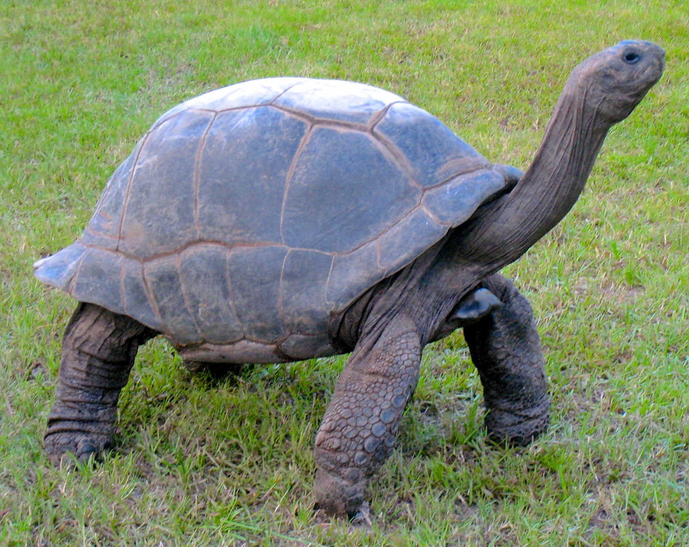 ALDABRA BREEDER
