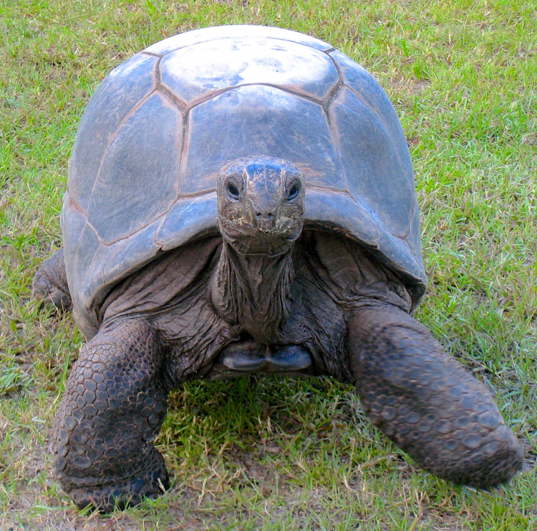 ALDABRA BREEDER