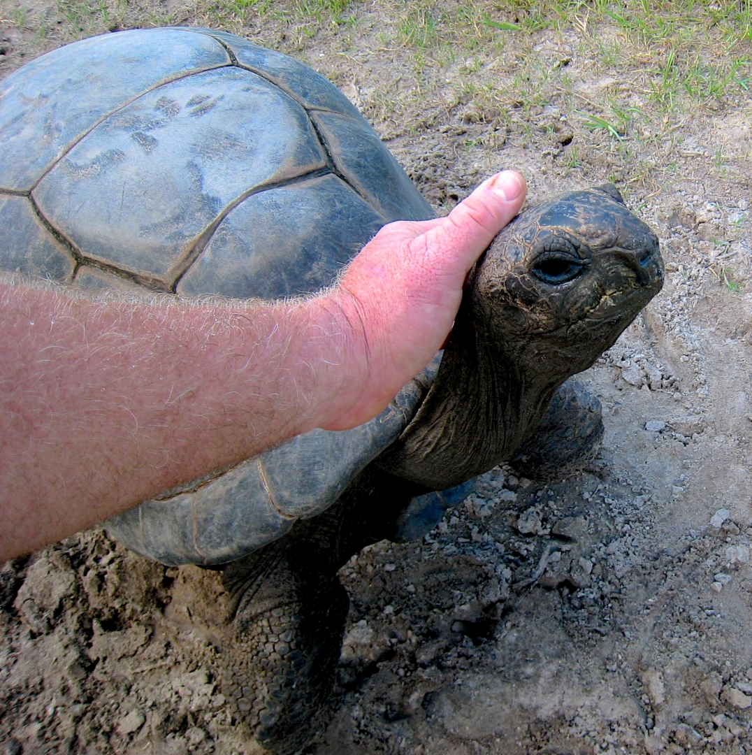 ALDABRA BREEDER