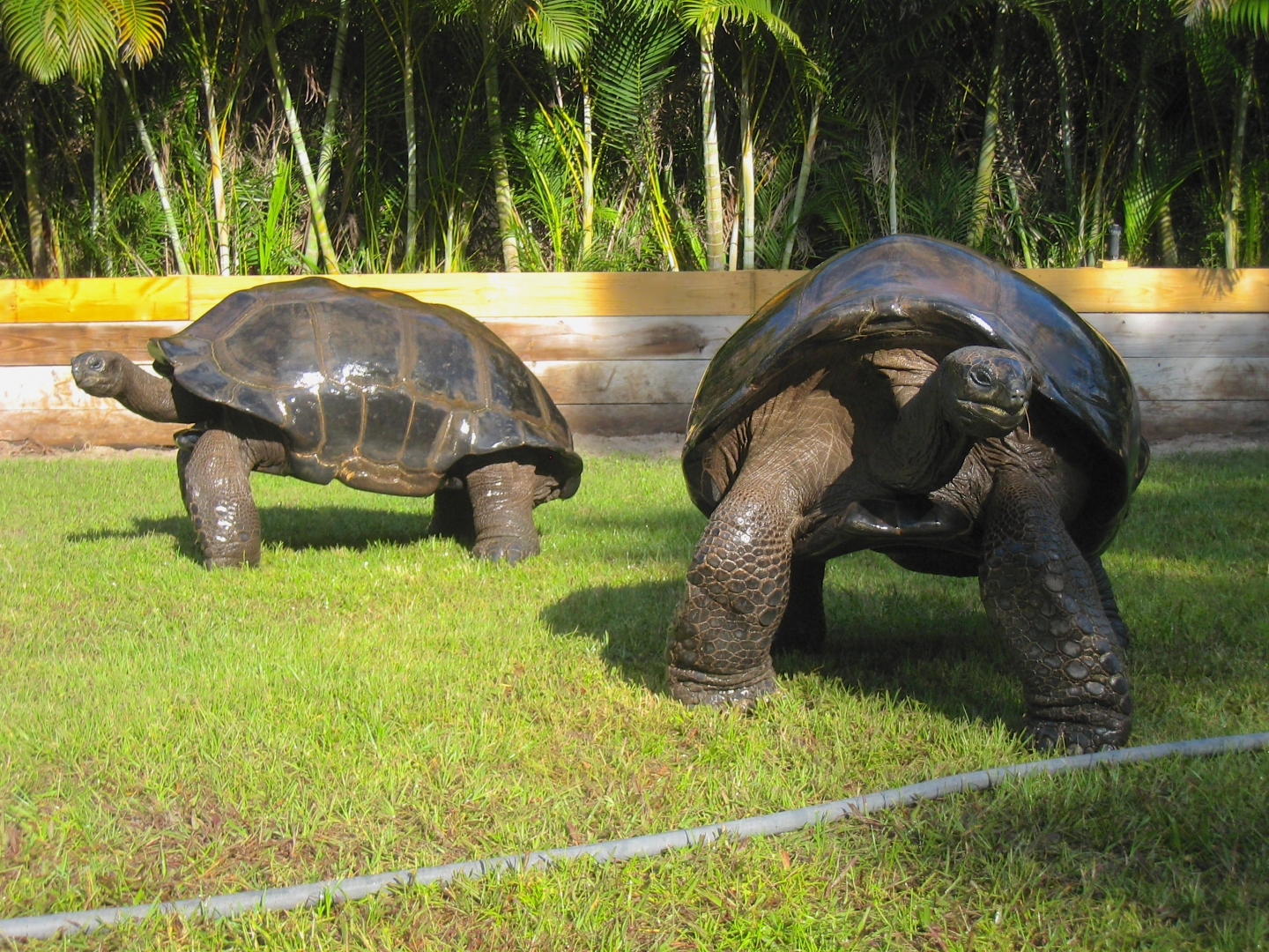 ALDABRA BREEDER