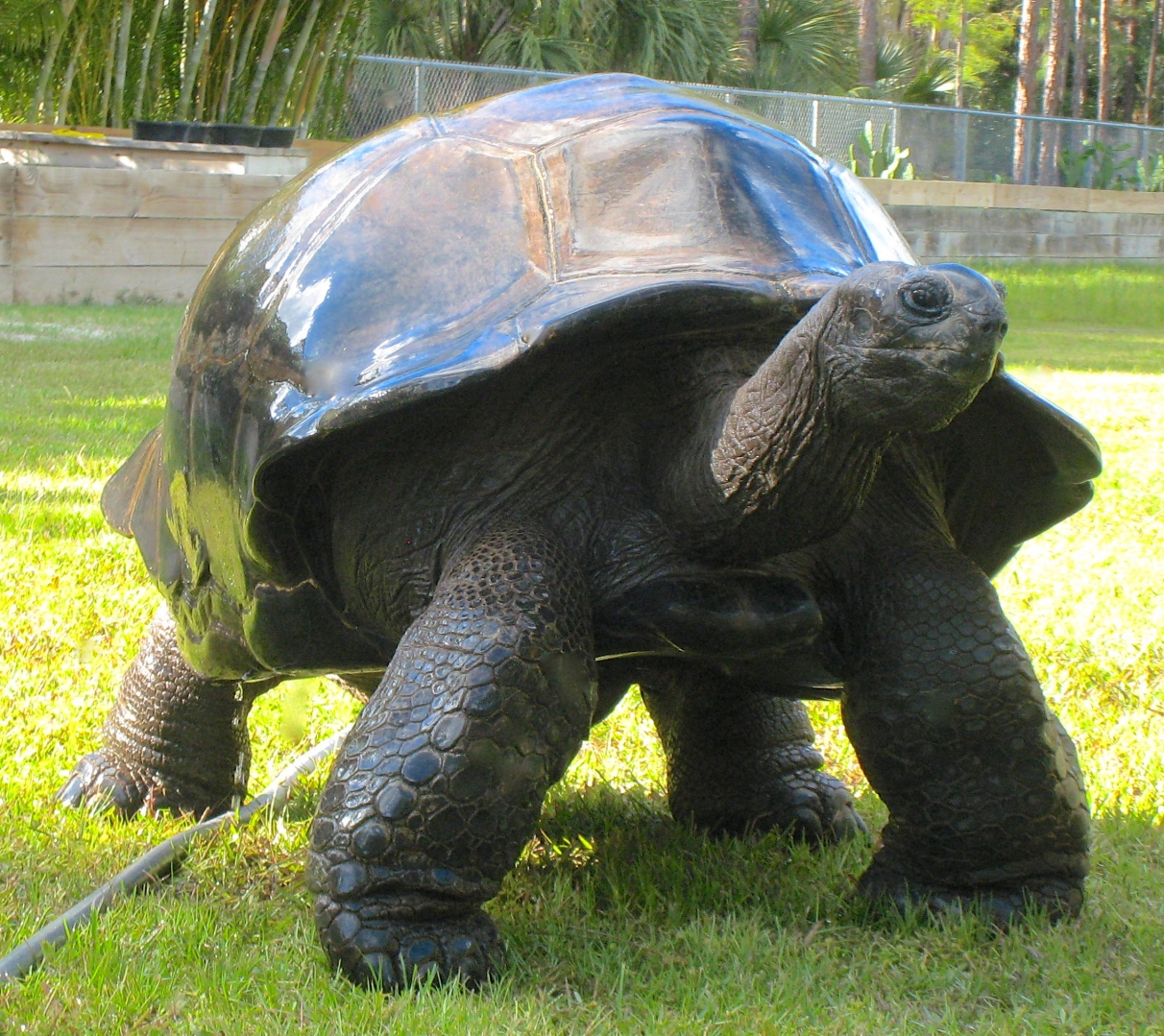 ALDABRA BREEDER