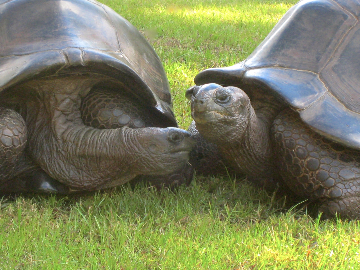 ALDABRA BREEDER