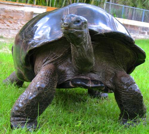 ALDABRA BREEDER